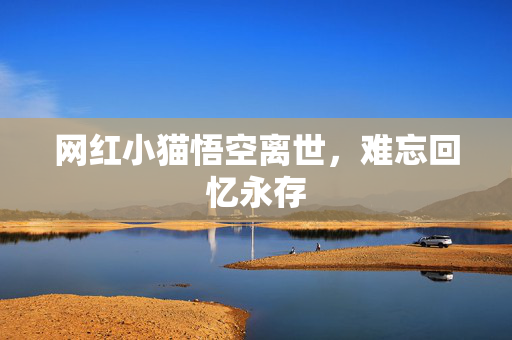 网红小猫悟空离世，难忘回忆永存