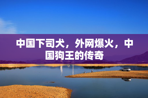 中国下司犬，外网爆火，中国狗王的传奇