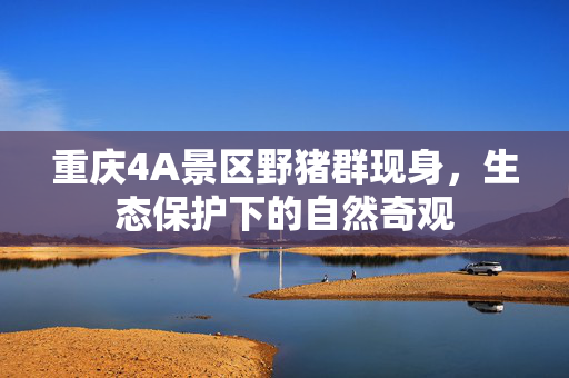 重庆4A景区野猪群现身，生态保护下的自然奇观