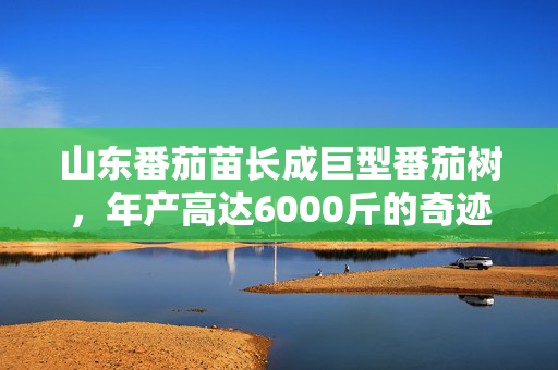 山东番茄苗长成巨型番茄树，年产高达6000斤的奇迹故事