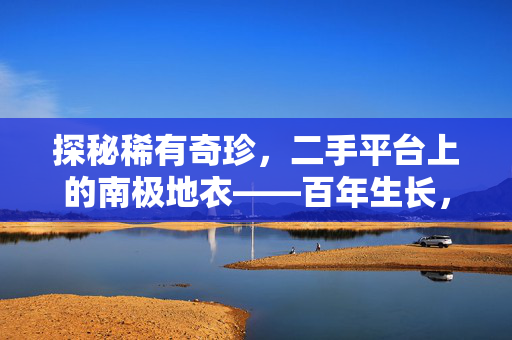 探秘稀有奇珍，二手平台上的南极地衣——百年生长，一毫米奇迹