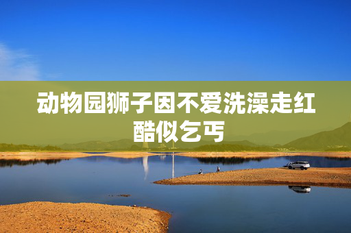 动物园狮子因不爱洗澡走红 酷似乞丐