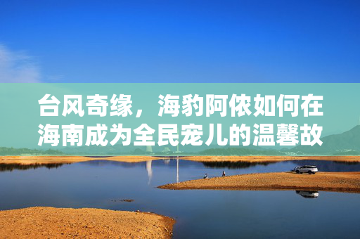 台风奇缘，海豹阿侬如何在海南成为全民宠儿的温馨故事