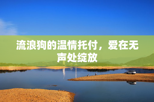 流浪狗的温情托付，爱在无声处绽放
