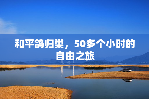 和平鸽归巢，50多个小时的自由之旅