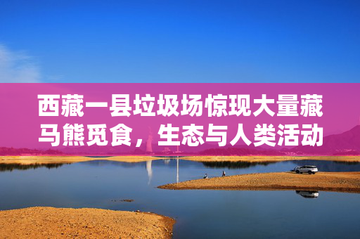 西藏一县垃圾场惊现大量藏马熊觅食，生态与人类活动的微妙平衡
