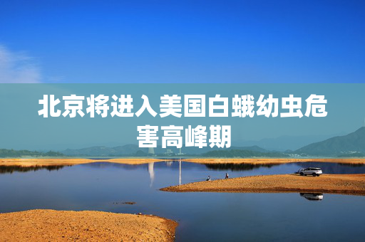 北京将进入美国白蛾幼虫危害高峰期