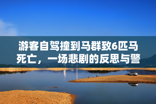 游客自驾撞到马群致6匹马死亡，一场悲剧的反思与警醒