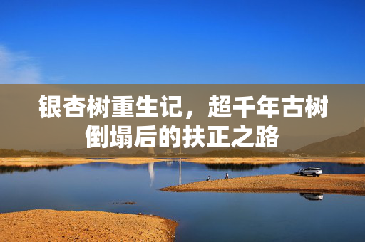 银杏树重生记，超千年古树倒塌后的扶正之路