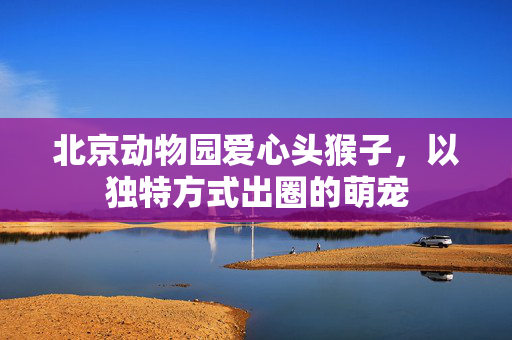 北京动物园爱心头猴子，以独特方式出圈的萌宠