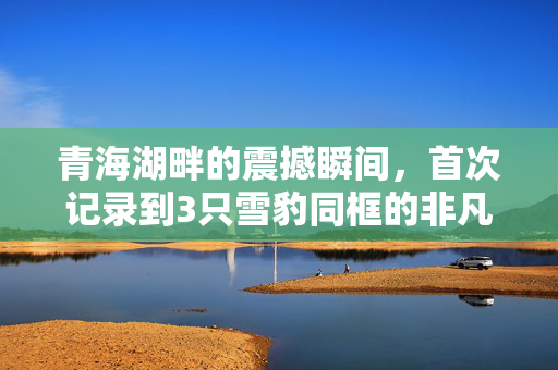 青海湖畔的震撼瞬间，首次记录到3只雪豹同框的非凡奇观