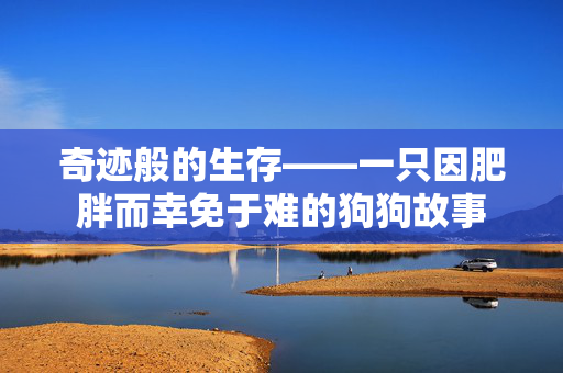 奇迹般的生存——一只因肥胖而幸免于难的狗狗故事