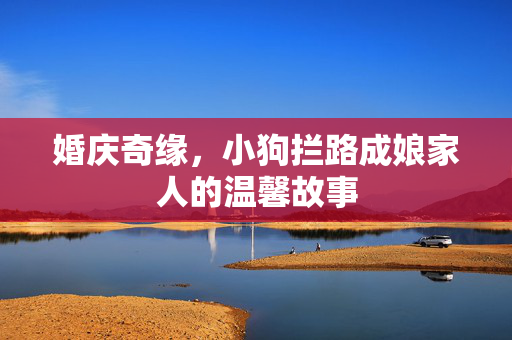 婚庆奇缘，小狗拦路成娘家人的温馨故事