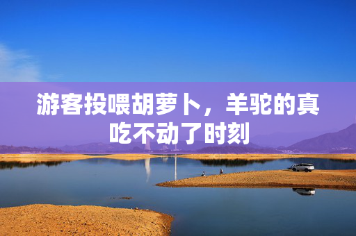 游客投喂胡萝卜，羊驼的真吃不动了时刻