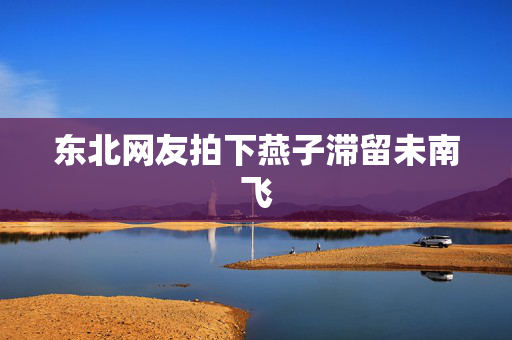 东北网友拍下燕子滞留未南飞